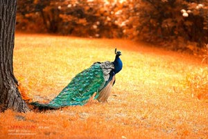 江苏苏宁客场逆转北京国安，赢得关键三分